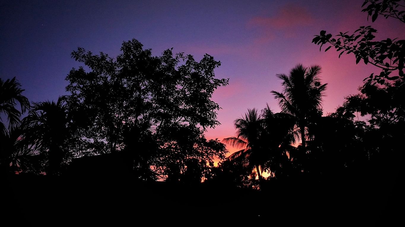 <div class="paragraphs"><p>Trees seen outlined against the evening sky in Odisha. Representative image</p></div>