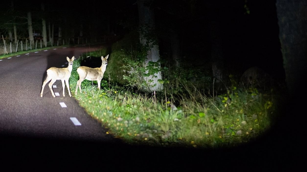 <div class="paragraphs"><p>Representative image showing deer.</p></div>