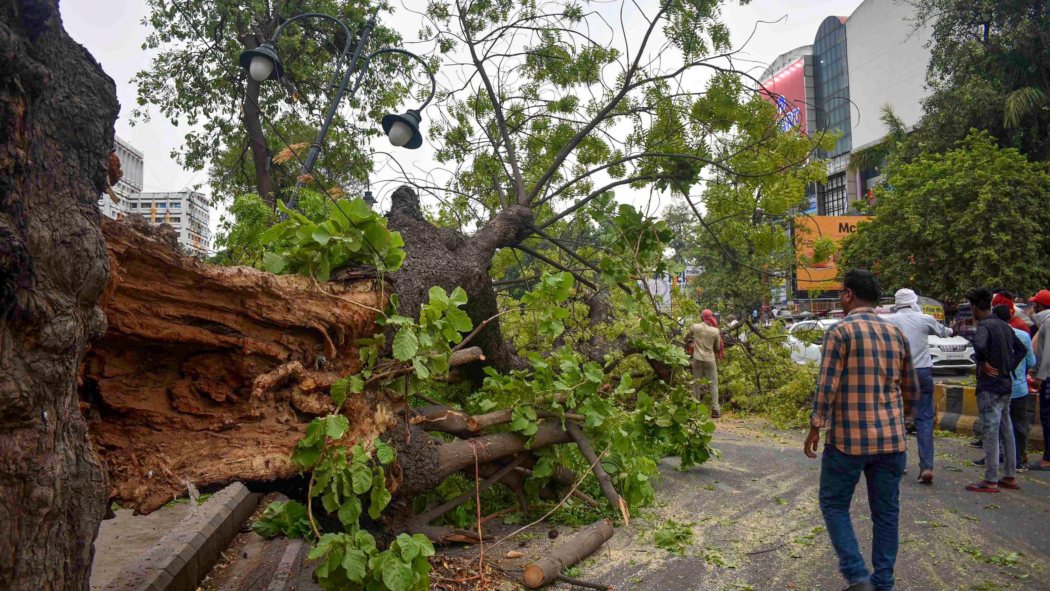 <div class="paragraphs"><p>Representative image of a fallen tree. </p></div>