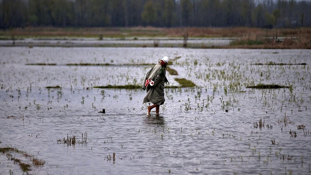 <div class="paragraphs"><p>Flooded fields. Representative image. </p></div>