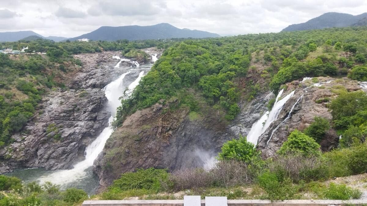 <div class="paragraphs"><p>Tourists throng the Gaganachukki (Mandya district) in large numbers.&nbsp;&nbsp;</p></div>