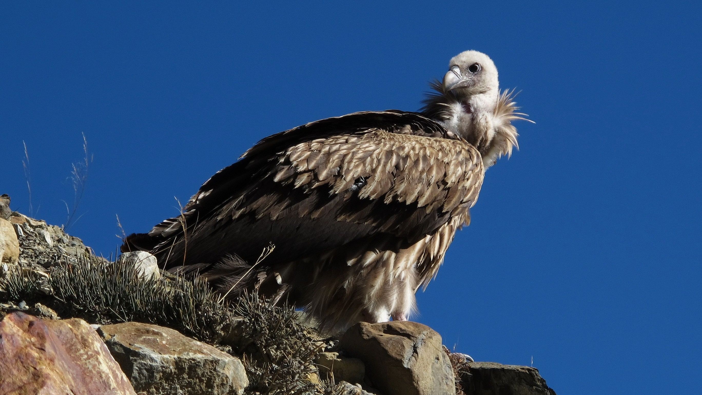 <div class="paragraphs"><p>A white-rumped vulture.</p></div>