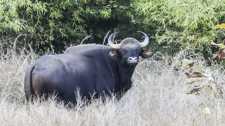 <div class="paragraphs"><p>Maharashtra Chief Minister Eknath Shinde&nbsp;has approved a proposal to open a new zoo in Thane. (Representative image showing an Indian Bison)</p></div>