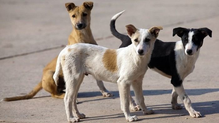 <div class="paragraphs"><p>Animal rights activist Sujaya Jagadish said the Animal Welfare Board of India (AWBI) has not included using microchips in their standard operating procedure for street dog vaccinations or animal birth control measures.</p></div>