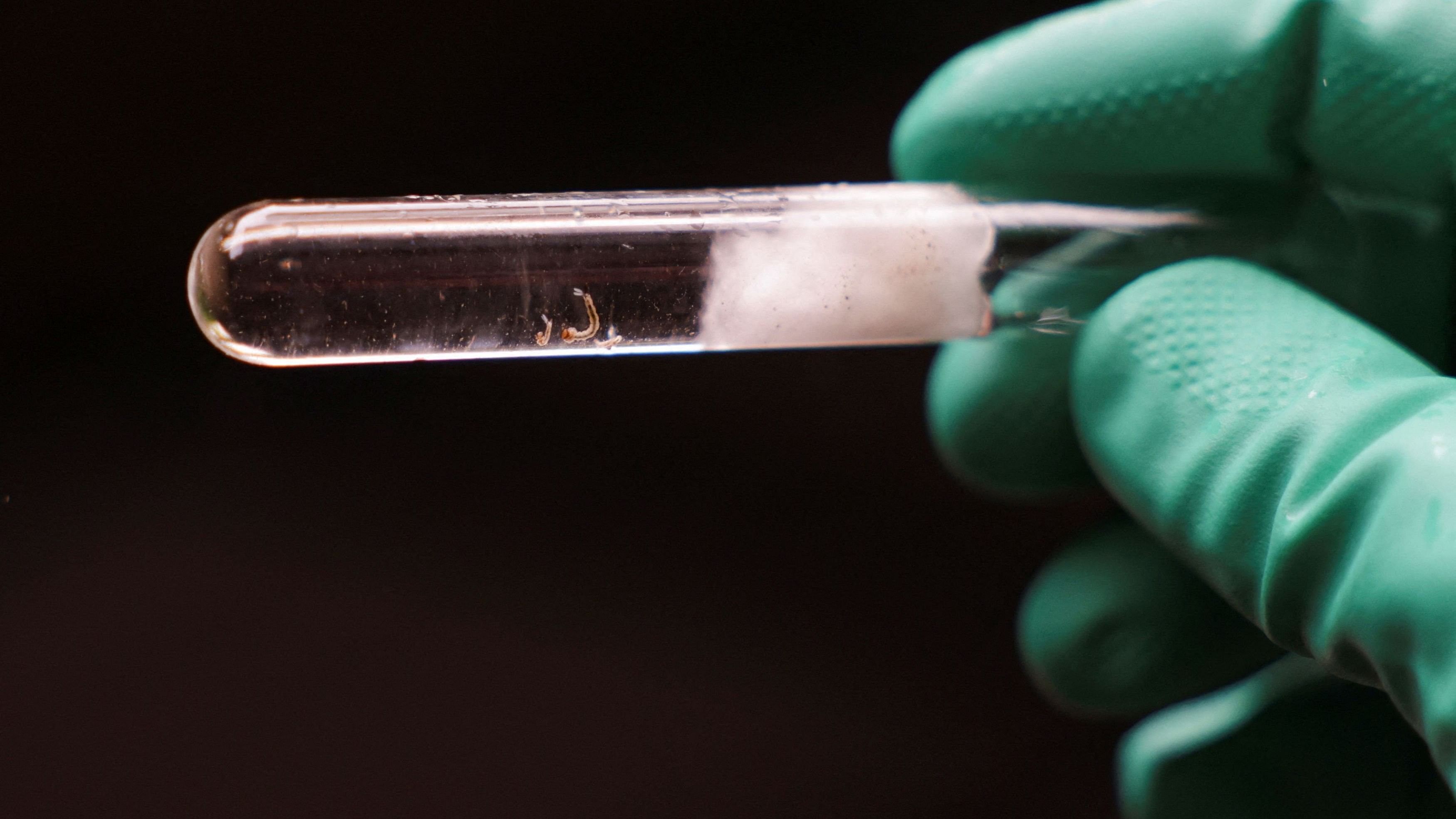 <div class="paragraphs"><p>A representative photo of a municipal health worker showing a laboratory test tube holding mosquito larvae during an inspection at an old warehouse for stagnant water which could serve as a potential breeding site of Aedes aegypti mosquitoes, known to spread the dengue.</p></div>