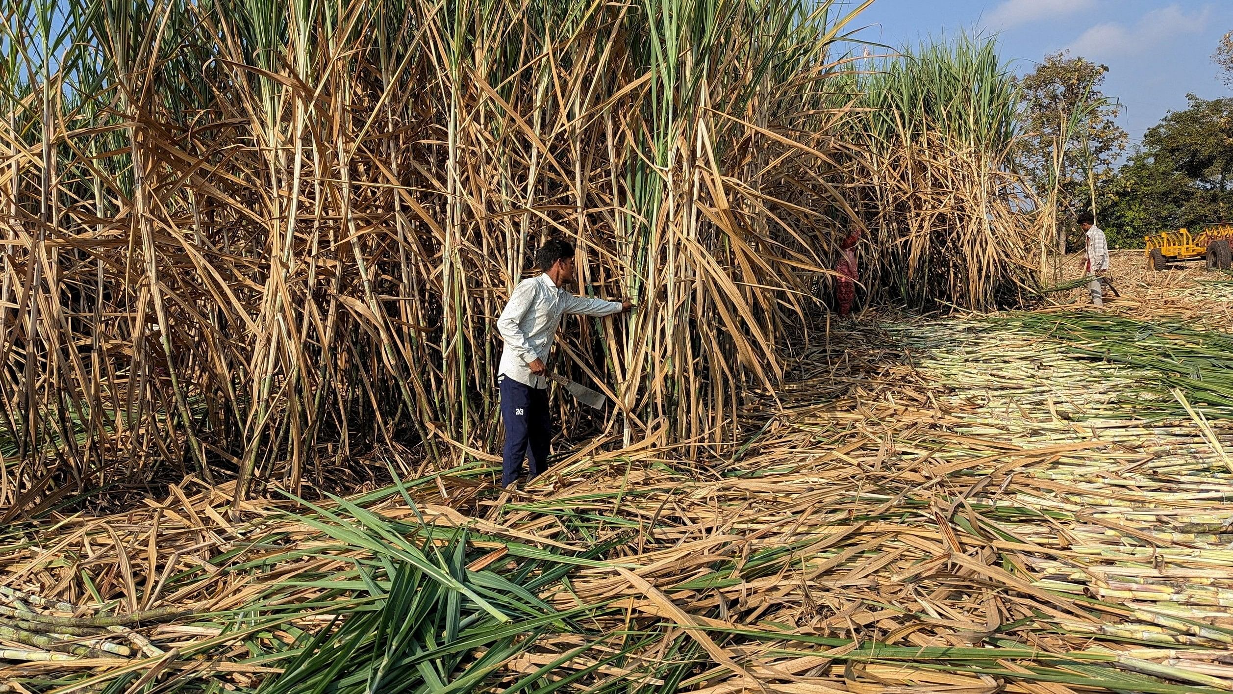 <div class="paragraphs"><p>Representative image of a man harvesting sugarcane.</p></div>