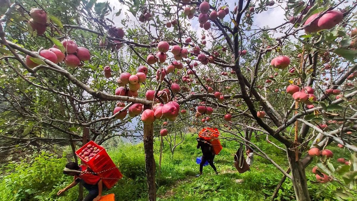 <div class="paragraphs"><p>In this file image, farmers carry apples from an orchard in Shimla.</p></div>