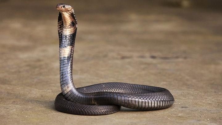 <div class="paragraphs"><p>Representative Image showing a cobra.</p></div>