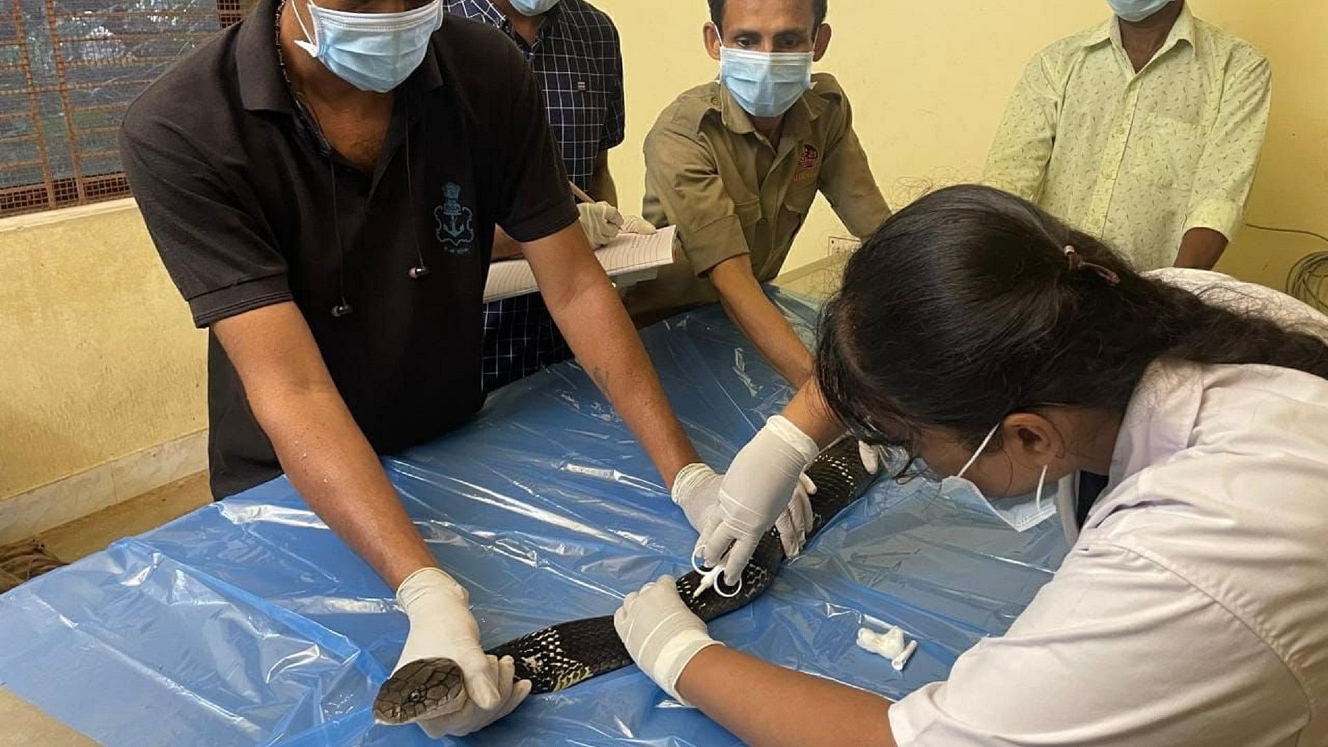 <div class="paragraphs"><p>Veterinary doctor carrying out the process of implanting a microchip on a king cobra at Pilikula Biological Park.</p></div>