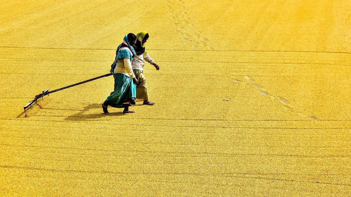 <div class="paragraphs"><p>A photo of workers dying up tur dal at a mill in Kalaburagi</p></div>