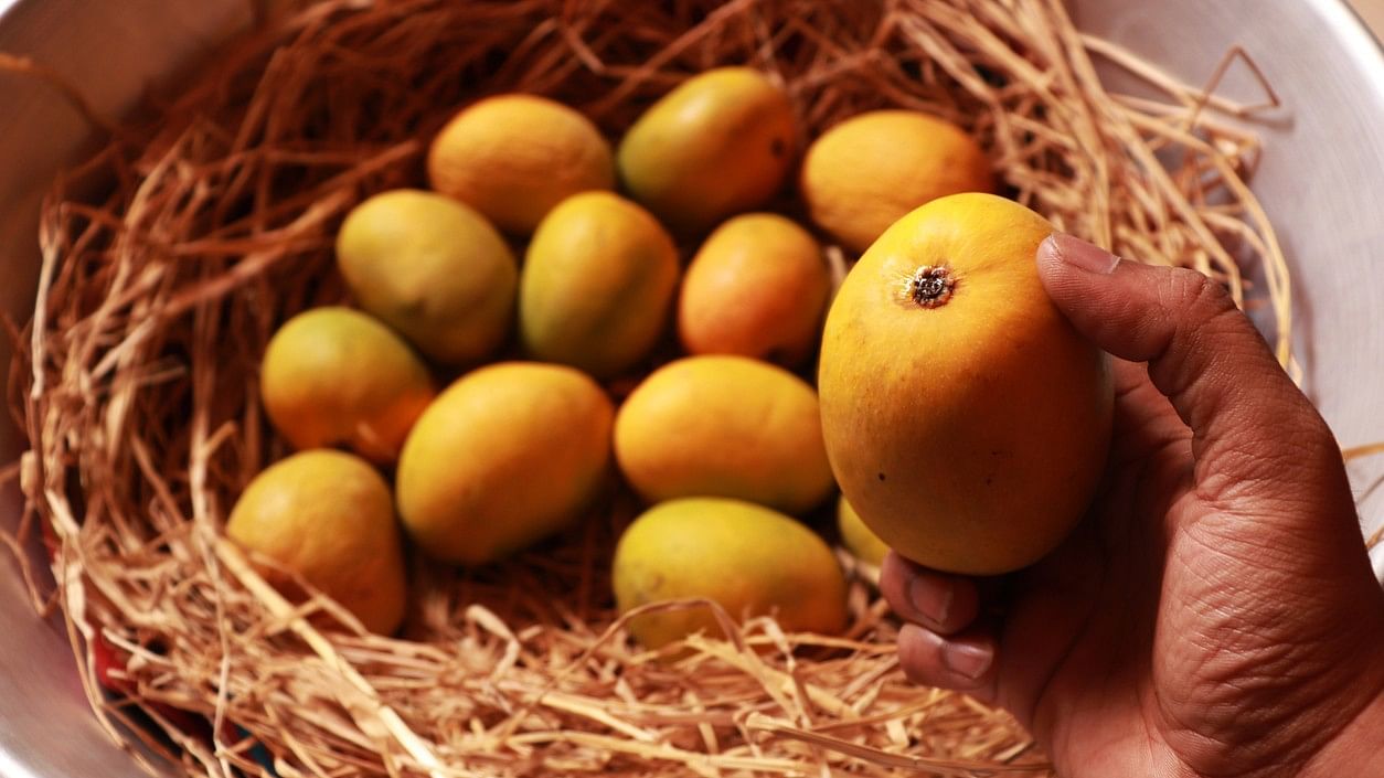 <div class="paragraphs"><p>Representative image showing a person holding a mango.</p></div>