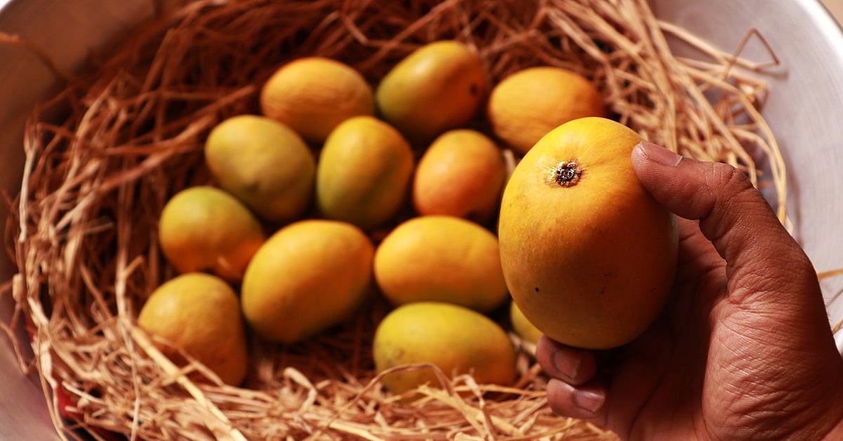 Finally, Dharwad gets Mango Development Board