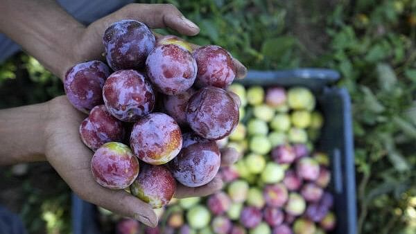 <div class="paragraphs"><p>A farmer collects harvested plums at an orchard, at Gonipora on the outskirts of Srinagar on Monday, July 8, 2024.</p></div>