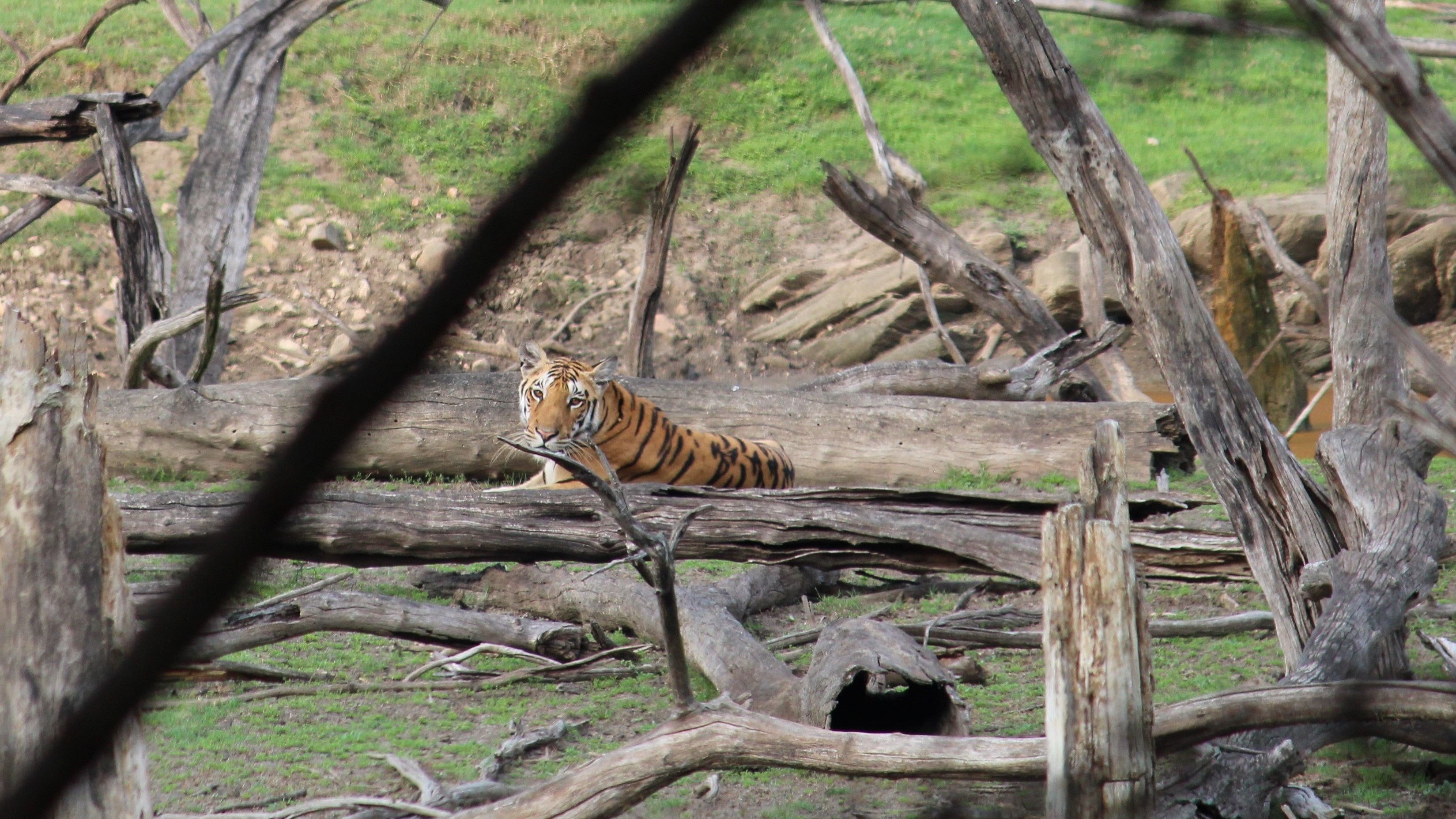 <div class="paragraphs"><p>Patdev tigress’ son as seen at the Pench National Park in Madhya Pradesh.&nbsp;</p></div>