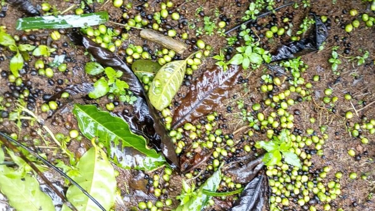 <div class="paragraphs"><p>Coffee beans and leaves have withered due to strong winds, at a plantation in Nandipura village in Mudigere.</p></div>