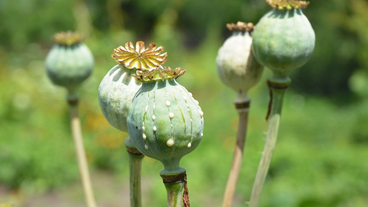 <div class="paragraphs"><p>Representative image of opium.</p></div>