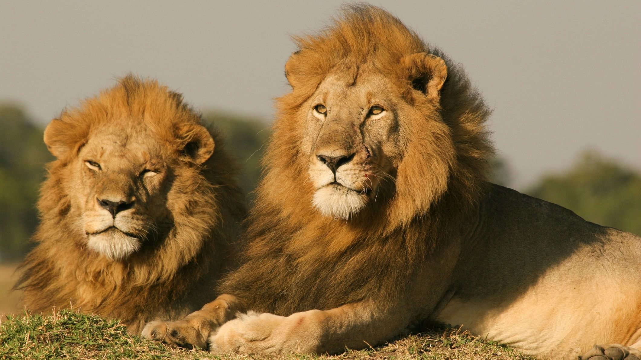 <div class="paragraphs"><p>Representative image showing two lions</p></div>