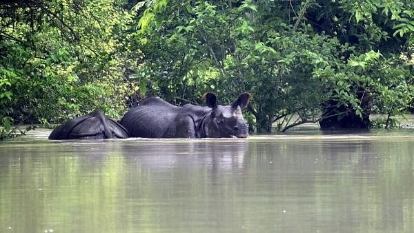 <div class="paragraphs"><p>One-horned rhinoceros at a flood affected area inside the Pobitora Wildlife Sanctuary, in Morigaon district.</p></div>