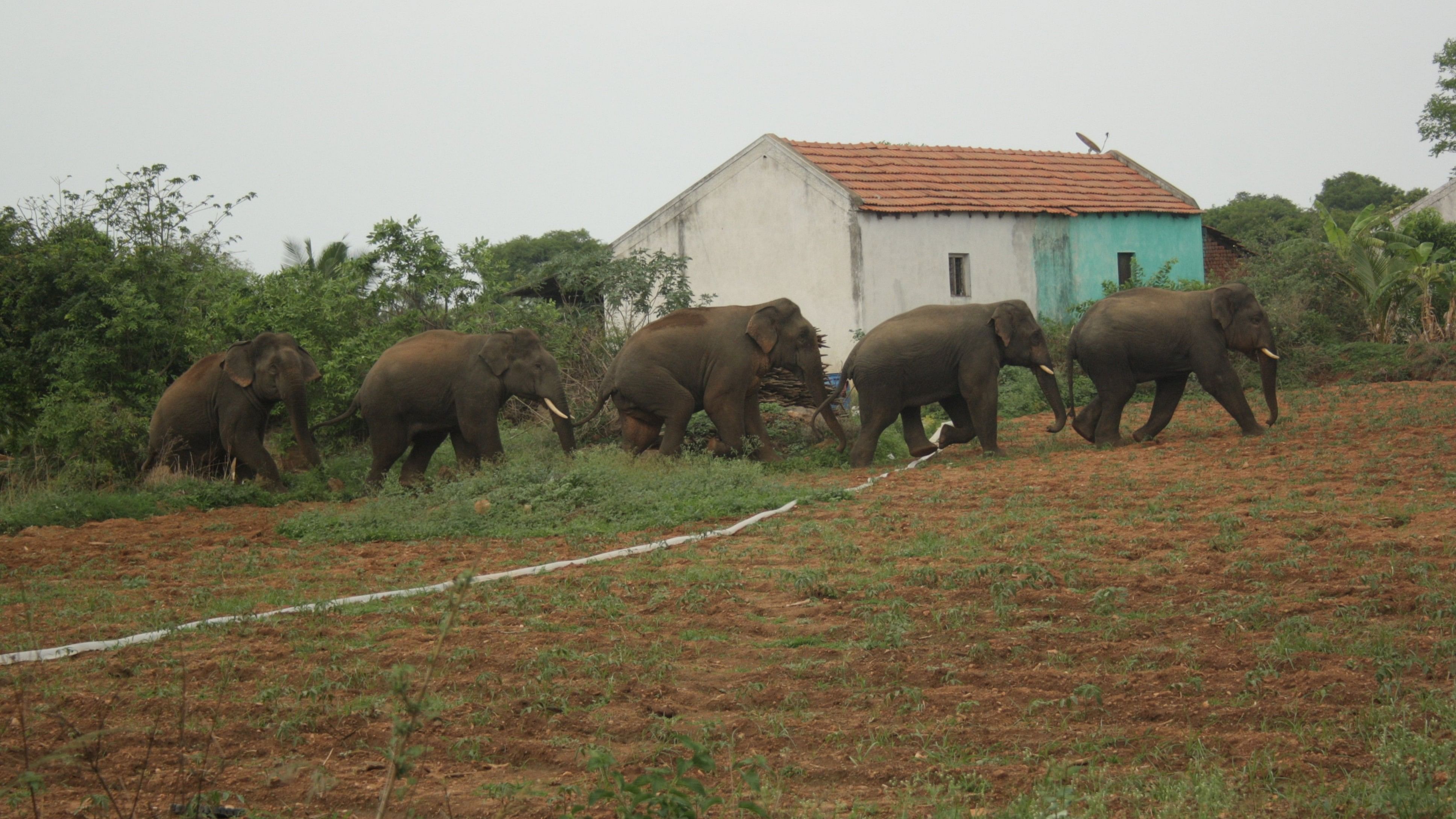 <div class="paragraphs"><p>Male Elephant Groups </p></div>