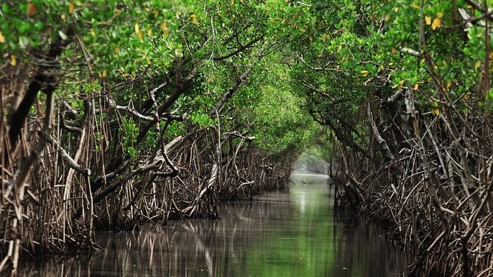 <div class="paragraphs"><p>Representational Photo showing Mangroves.</p></div>