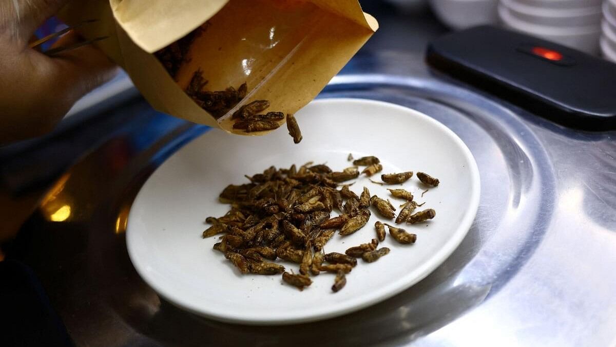 <div class="paragraphs"><p>Restaurant owner Francis Ng prepares house crickets to add to his insect-based dishes at the House of Seafood restaurant in Singapore.</p></div>