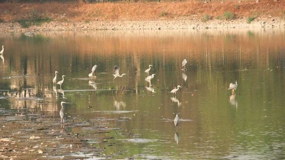 <div class="paragraphs"><p>Grey herons along with their fledglings at Dorekere lake in Bengaluru. </p></div>