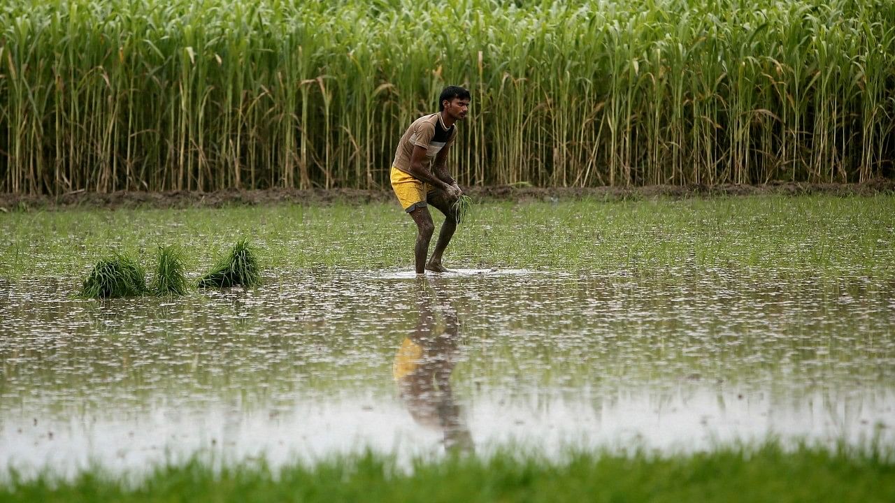 <div class="paragraphs"><p>Representative image of rainfall in Meghalaya</p></div>