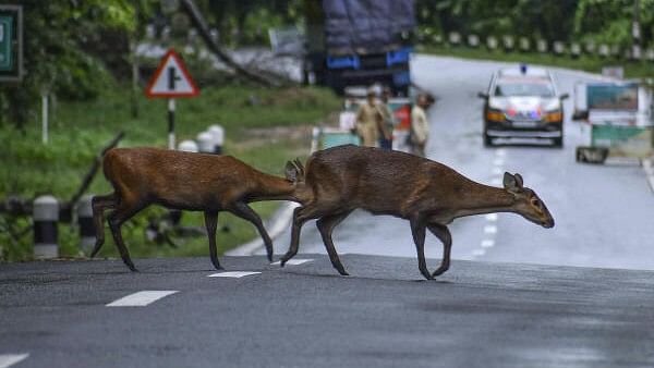 <div class="paragraphs"><p>Deer cross a National Highway near the flood-affected Kaziranga National Park, in Nagaon district.&nbsp;</p></div>