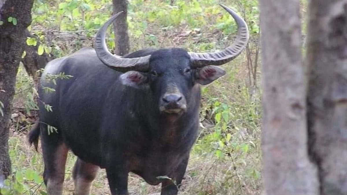 <div class="paragraphs"><p>Image of a wild buffalo in&nbsp;Gadchiroli.</p></div>