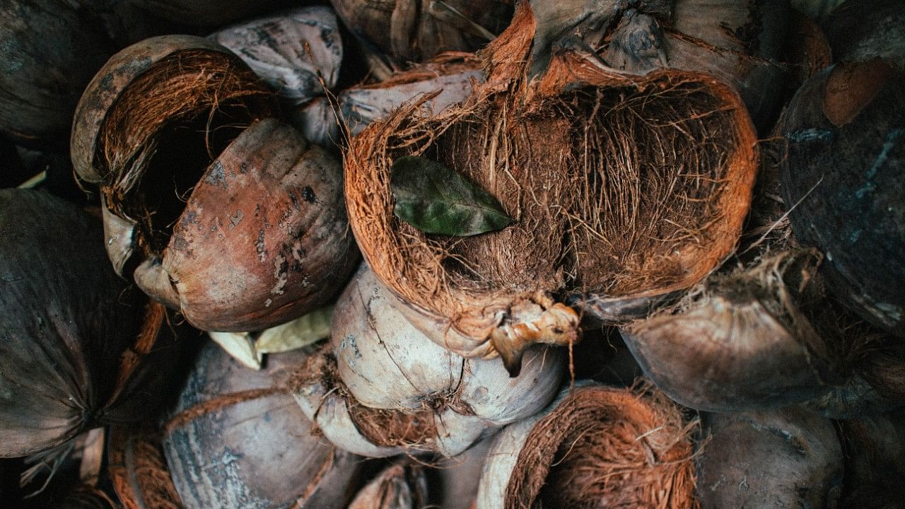 <div class="paragraphs"><p>Representative image showing coconut husks.</p></div>