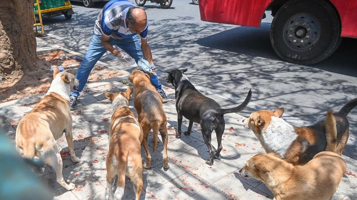 <div class="paragraphs"><p>After the BBMP temporarily shut down three of their eight animal birth control centres in the city, the sterilisation of street dogs has ground to a halt, placing their health and population status in a limbo. </p></div>