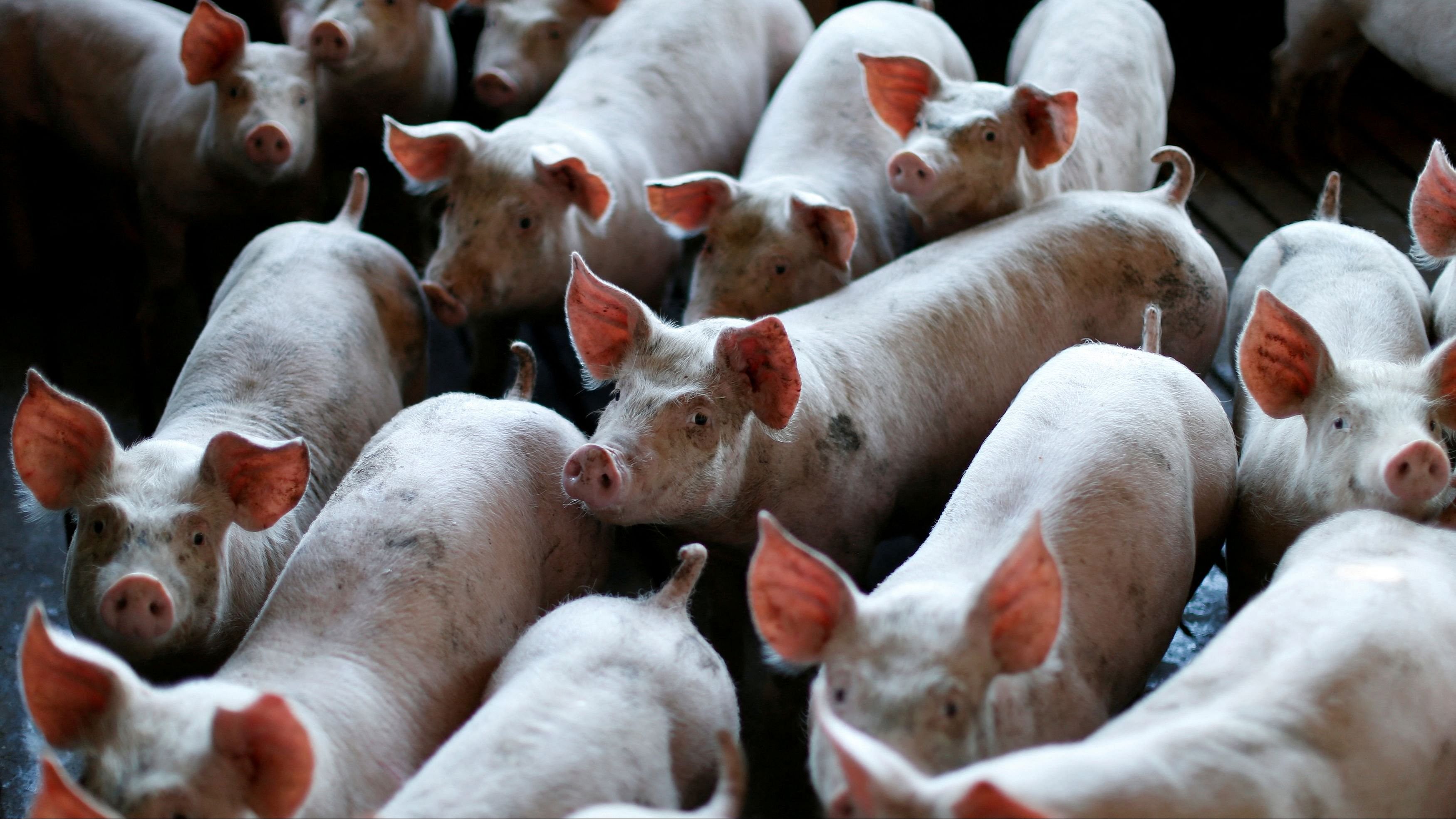 <div class="paragraphs"><p>Pigs are seen standing in a pen at a farm.</p></div>