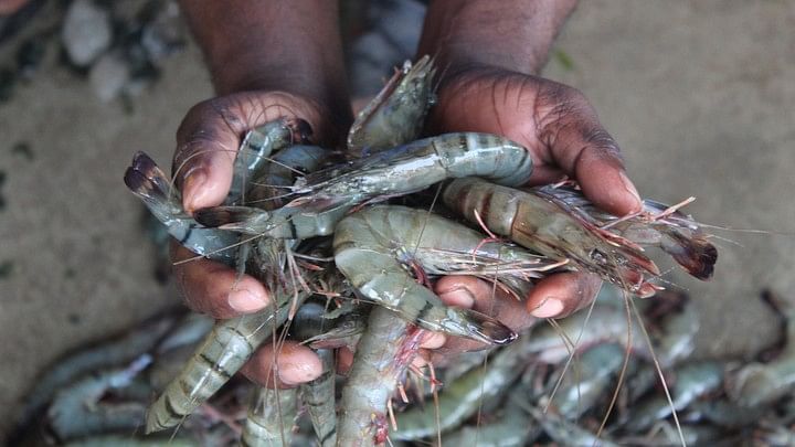 <div class="paragraphs"><p>Representative image of shrimps.</p></div>