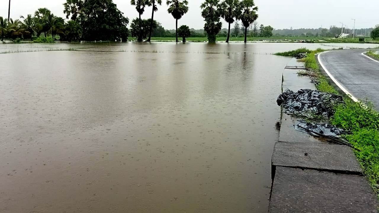 Paddy fields on vast tracts of land submerged near Kota Paduukere in Udupi district.