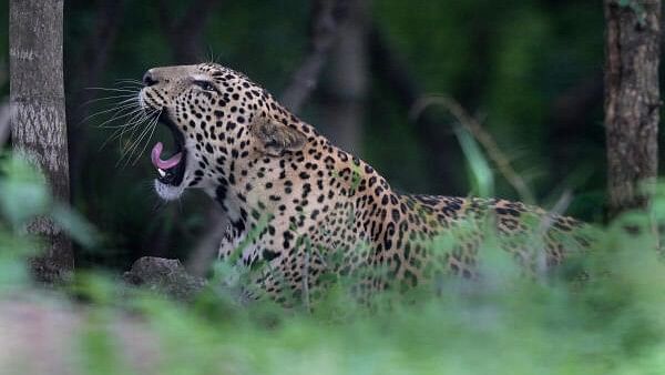 <div class="paragraphs"><p>Leopard at Bannerghatta National Park.&nbsp;</p></div>