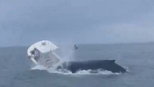 <div class="paragraphs"><p>Screengrab of the whale&nbsp;jumping out of the ocean in Rye, New Hampshire and crashing into a boat.</p></div>