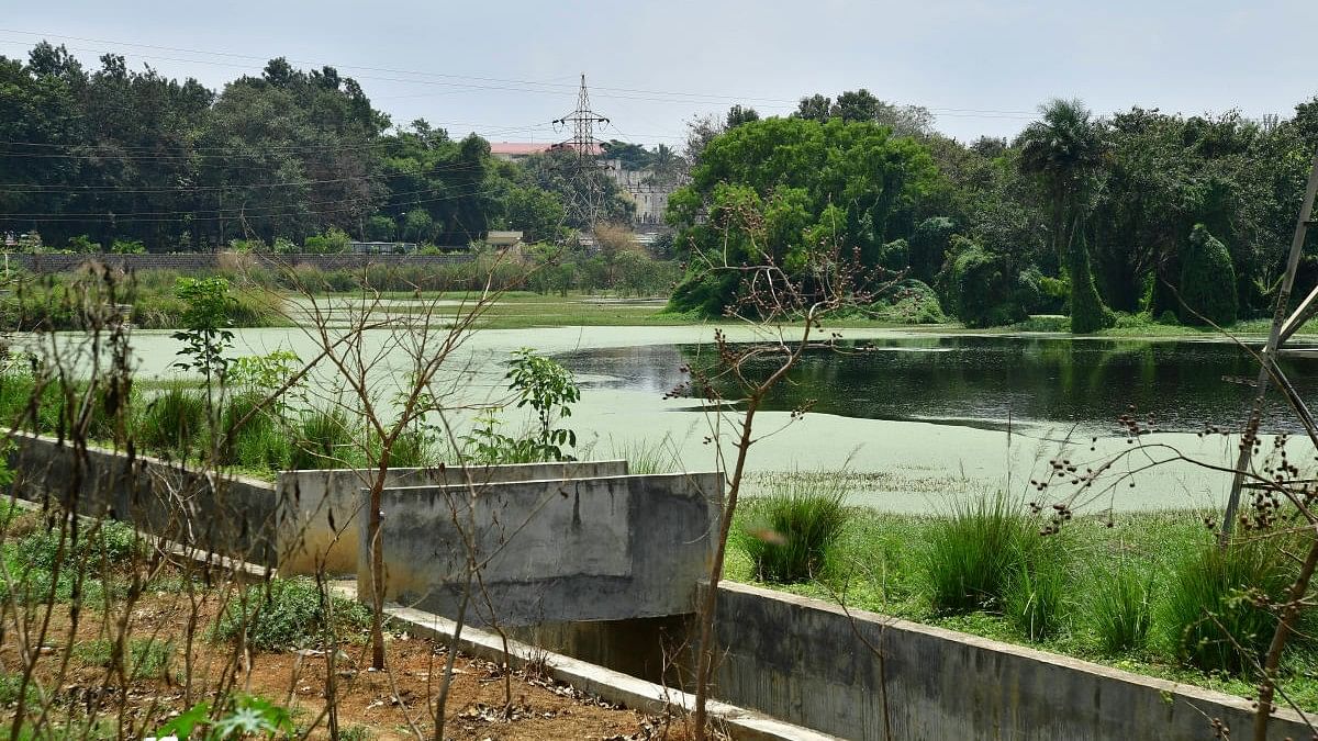 <div class="paragraphs"><p>File photo of Puttenahalli Lake near Yelahanka.</p></div>