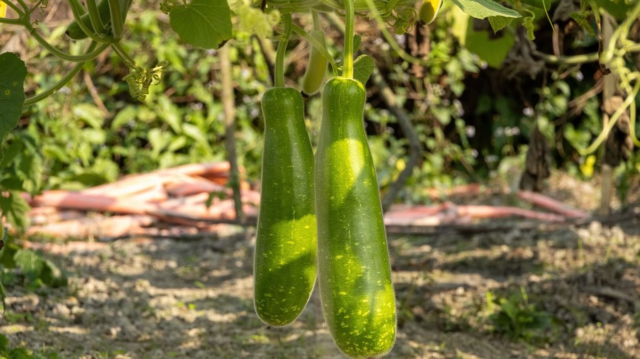 <div class="paragraphs"><p>Representative image of a bottle gourd</p></div>