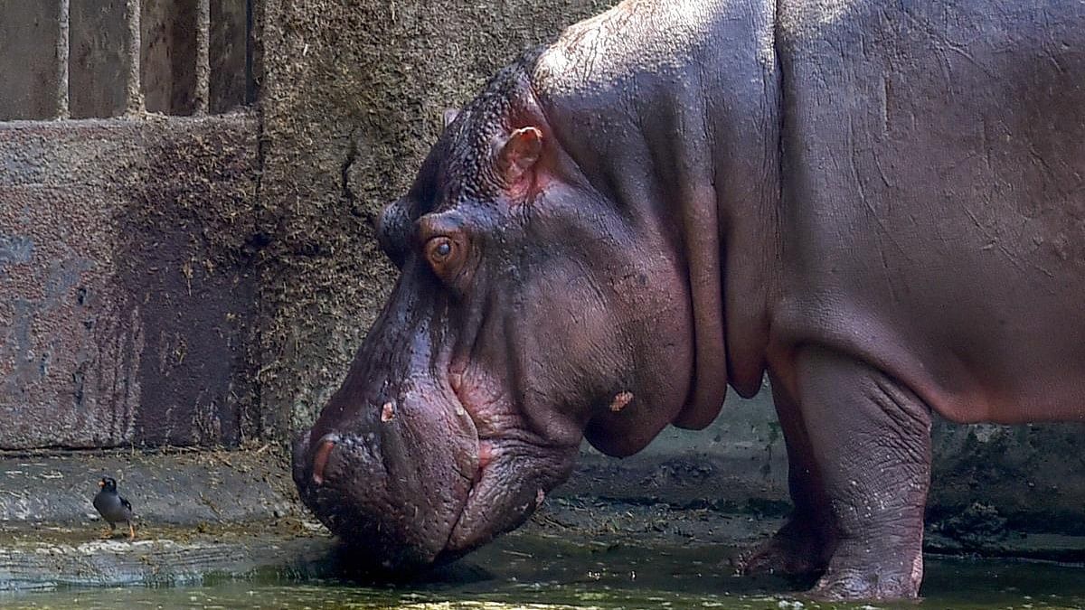 <div class="paragraphs"><p>Representative image showing a hippopotamus.</p></div>