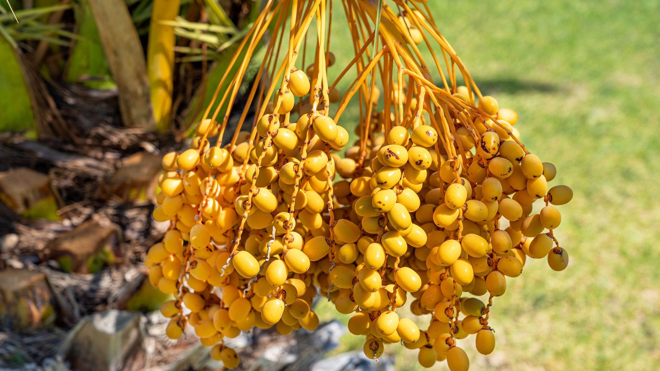 <div class="paragraphs"><p>Representative image showing areca palm tree</p></div>