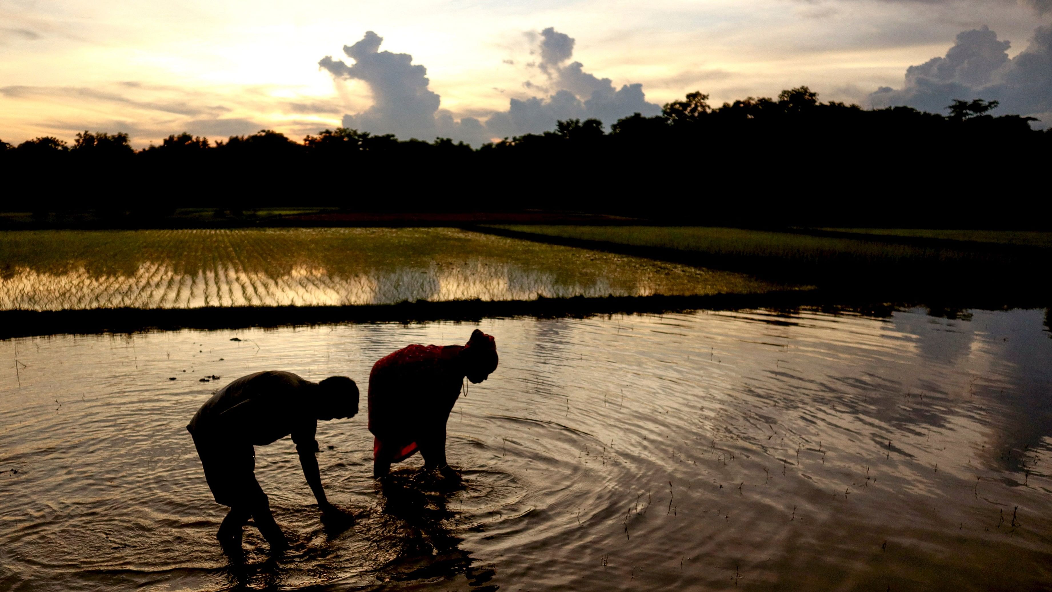 <div class="paragraphs"><p>Farm labourers work at a paddy field, in Mohanpur near Agartala.</p></div>