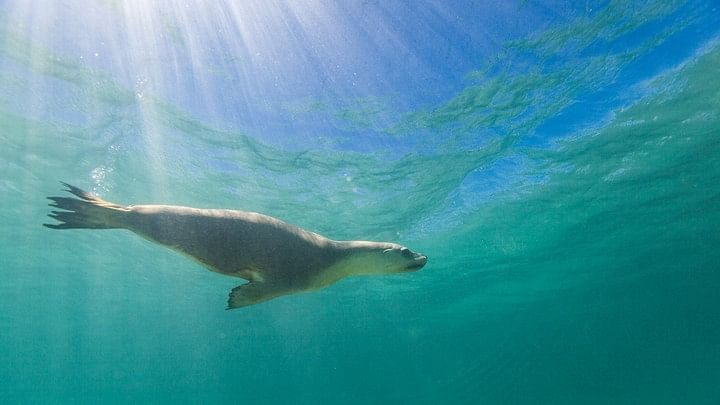 <div class="paragraphs"><p>Representative image showing a Seal.</p></div>