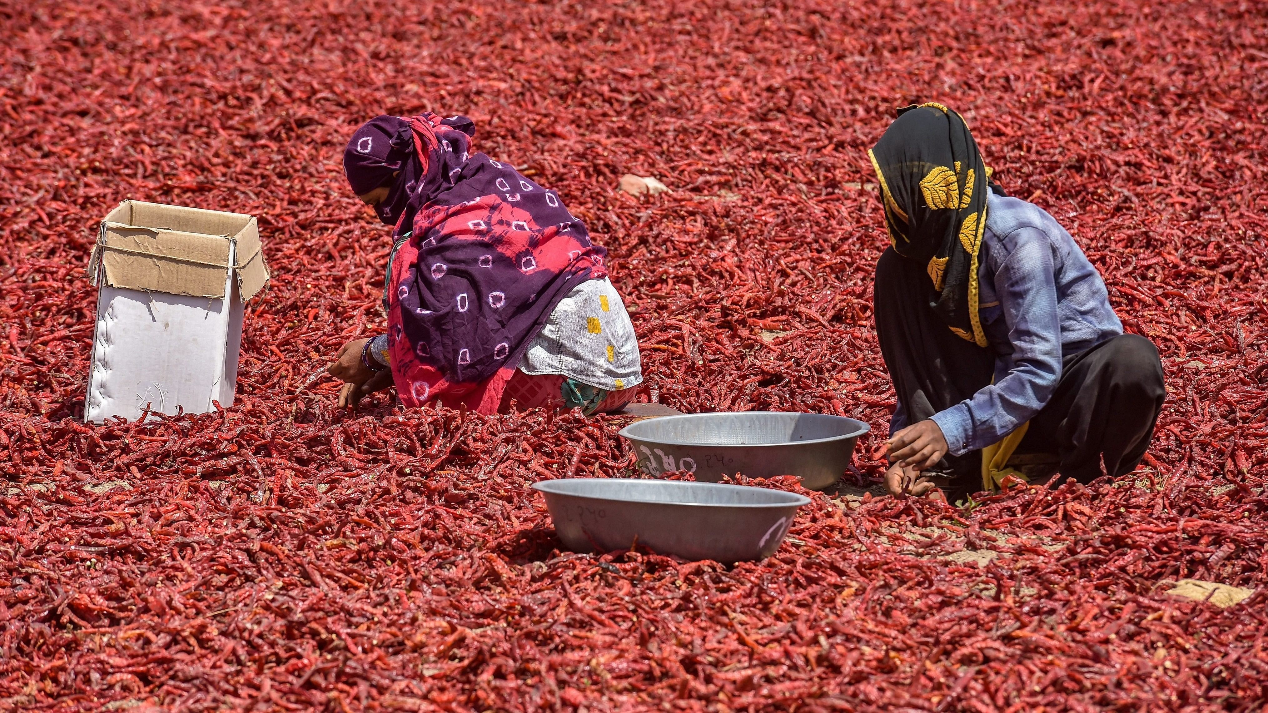 <div class="paragraphs"><p>Ahmedabad: Workers remove stalks from chilli peppers at a farm on the outskirts of Ahmedabad,.</p></div>