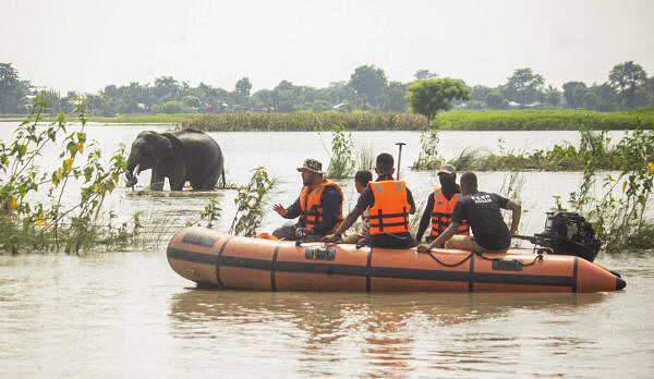 <div class="paragraphs"><p>Forest officials try to chase away a wild elephant who came down from a flood-affected area after crossing Brahmputra river, at Barhardia near Hajo in Kamrup district.</p></div>