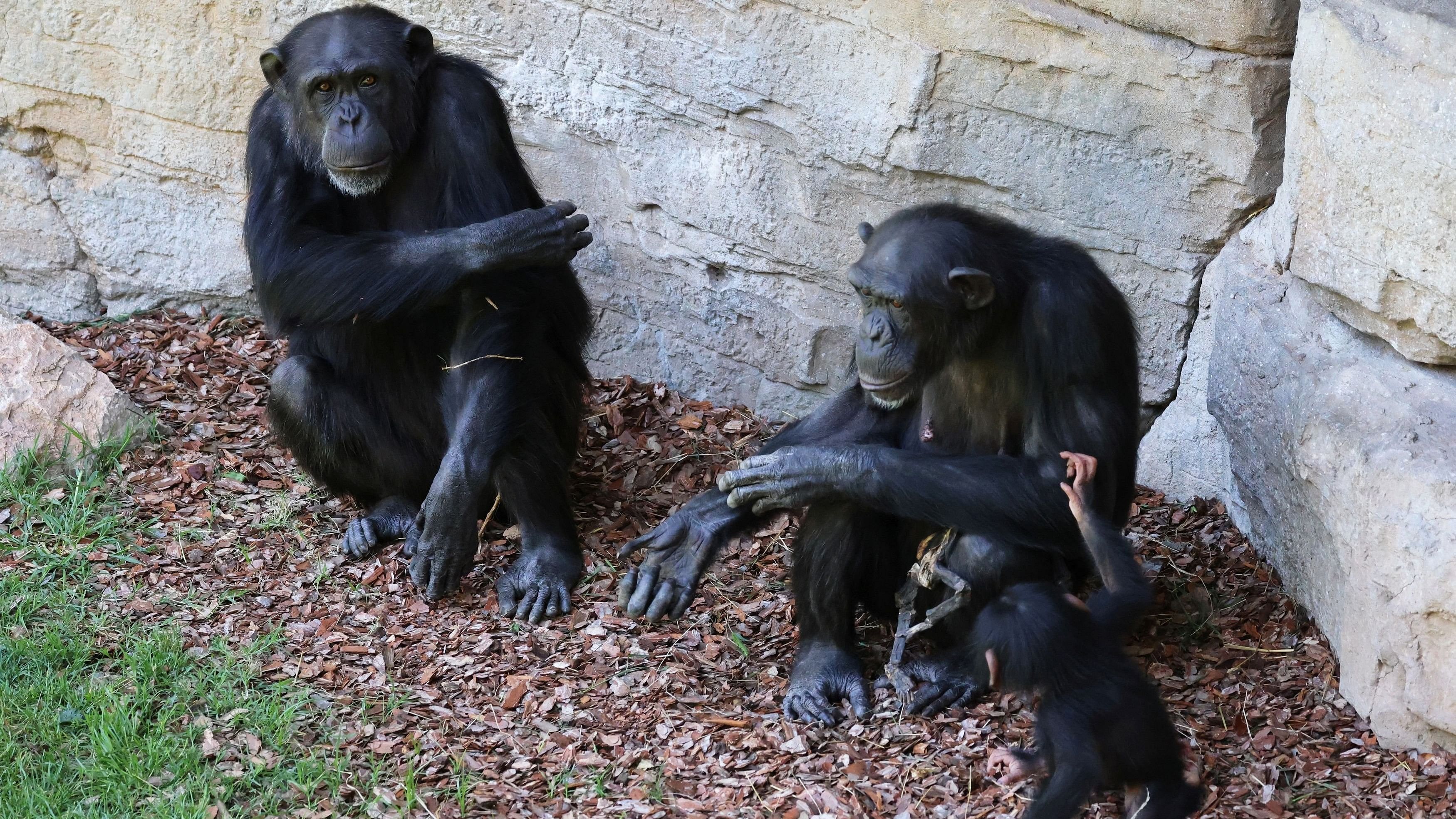 <div class="paragraphs"><p>Representative image for chimpanzees</p></div>