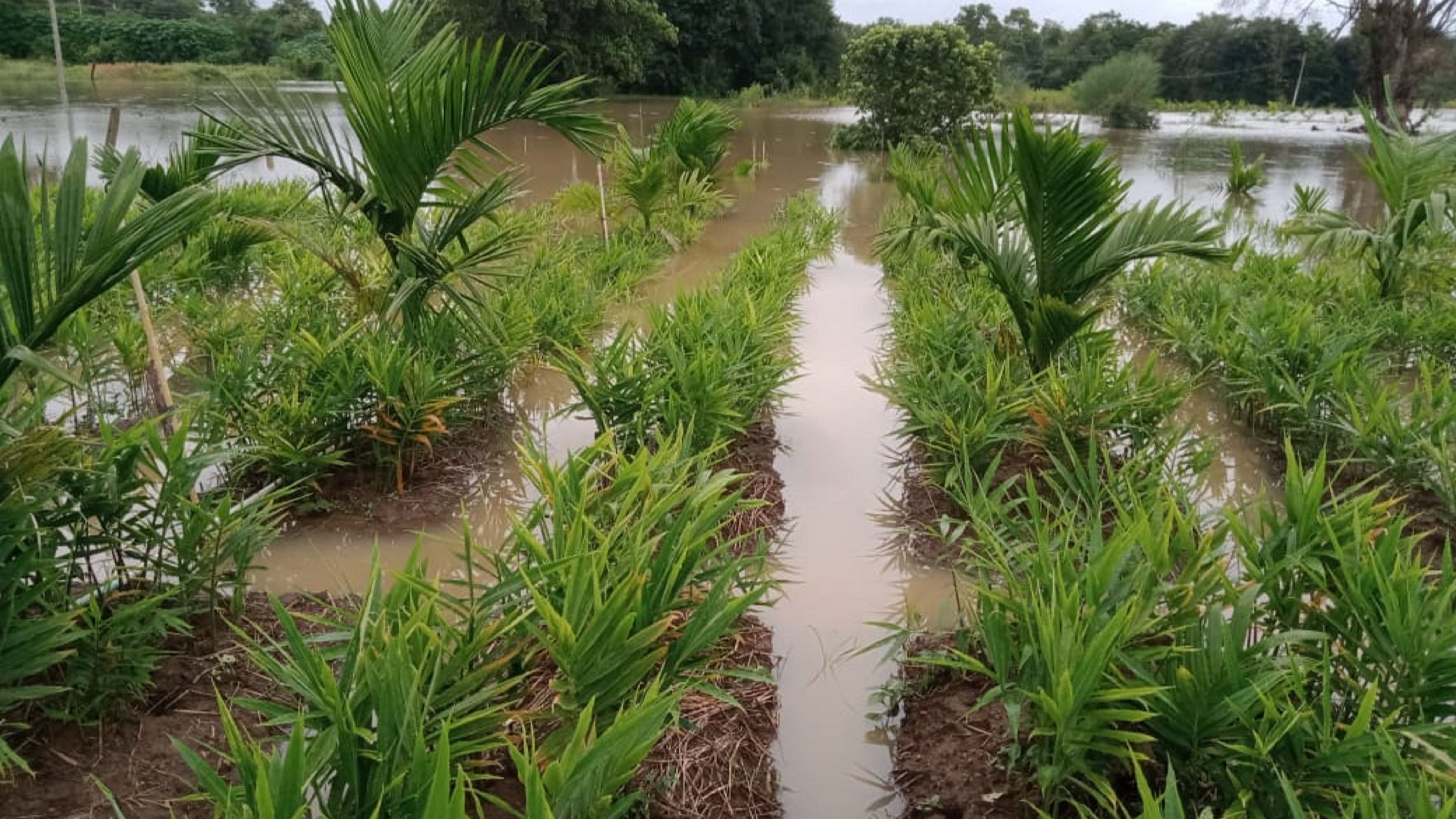 <div class="paragraphs"><p>Ginger crop has been damaged in Huluse village near Kushalnagar due to the floods.</p></div>