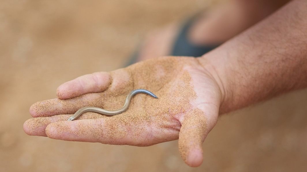 <div class="paragraphs"><p>Representative image of a small snake.&nbsp;</p></div>