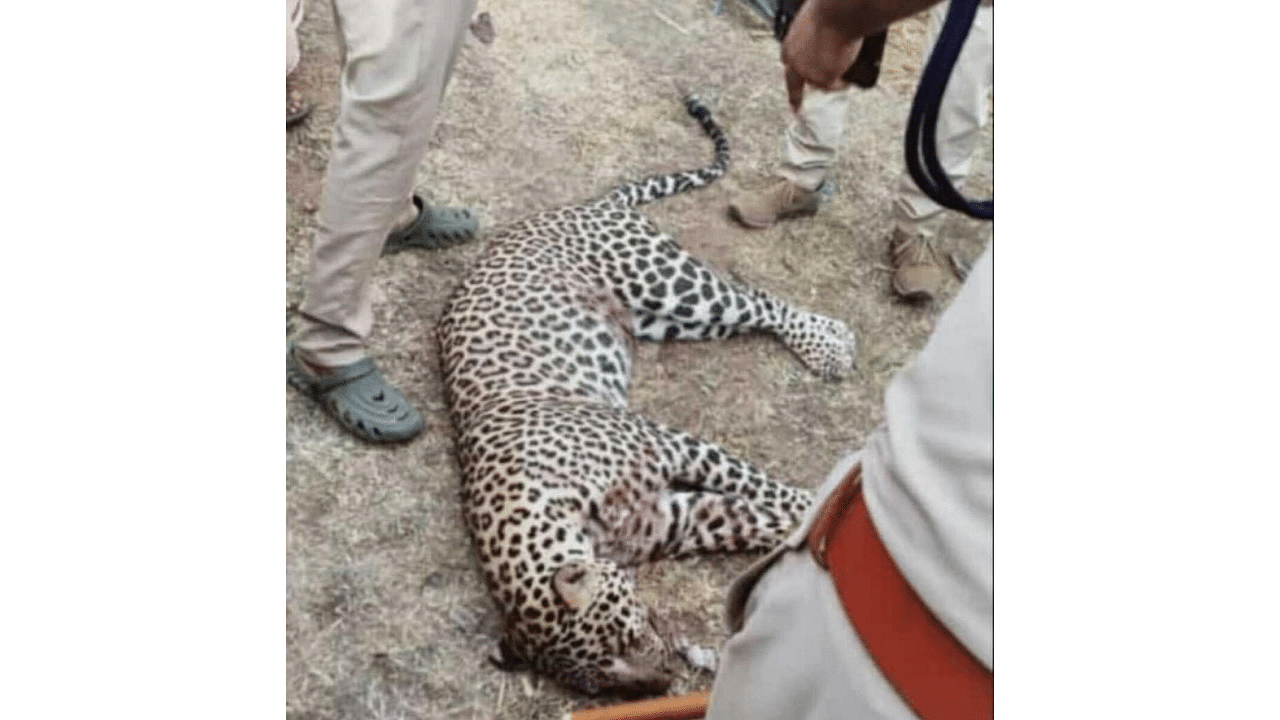 <div class="paragraphs"><p>Carcass of the leopard killed by the villagers.</p></div>