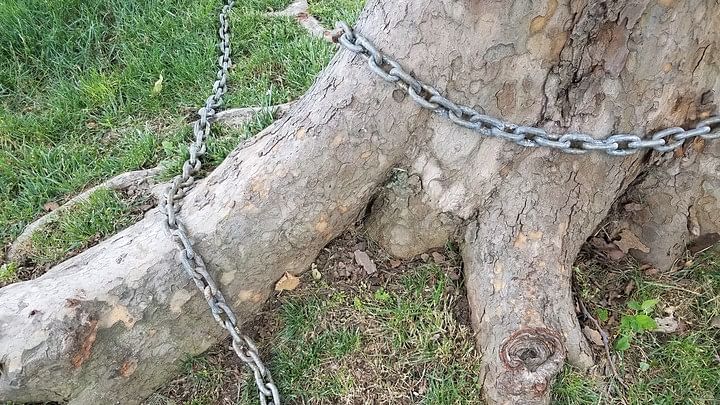 <div class="paragraphs"><p>Representative image showing iron chain tied on a tree.</p></div>