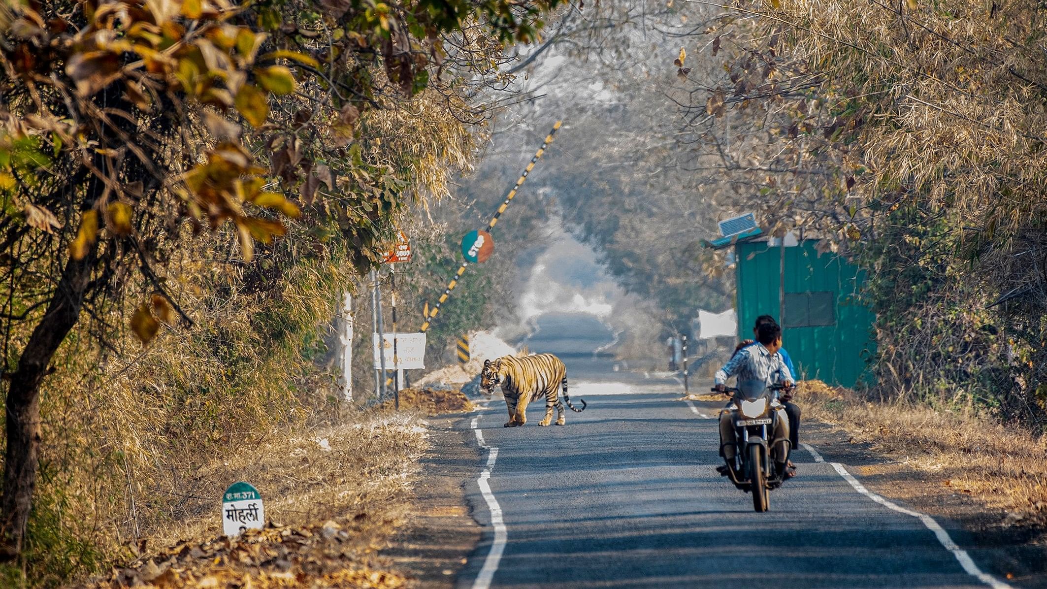 <div class="paragraphs"><p>A tiger crossing the road in Tadoba Andhari Tiger Reserve buffer zone area near Chandrapur district, Maharashtra.</p></div>